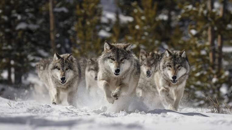 Ambulantes Fallmanagement sichert ambulante Erlöse